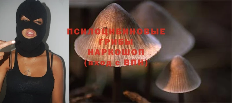 Псилоцибиновые грибы Magic Shrooms  как найти закладки  гидра вход  Покачи 